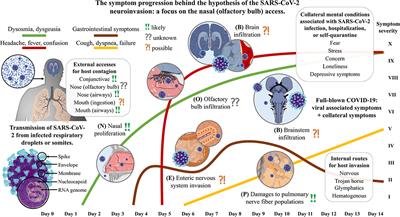 Disentangling the Hypothesis of Host Dysosmia and SARS-CoV-2: The Bait Symptom That Hides Neglected Neurophysiological Routes